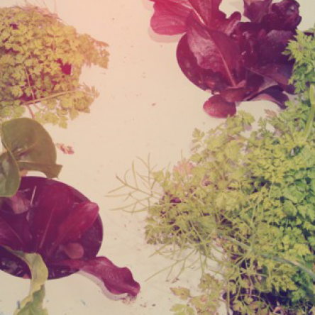 Vinsælustu kryddjurtirnar í garðinum