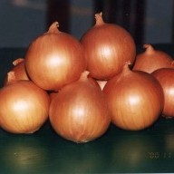 Fylltur laukur með hrísgrjónum og steinselju