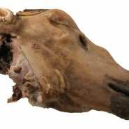 Vopnfirðingar svíða sína hausa á gamla mátann