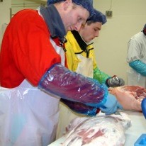 Stefnir í mikið framboð á kjöti í haust