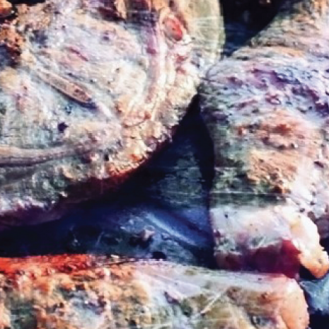 “Rub” kryddlagðar lambakótilettur