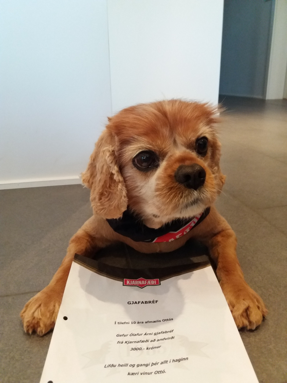 Ottó alsáttur með gjafabréfið og Kjarnafæði hárbuff sem fylgdi með